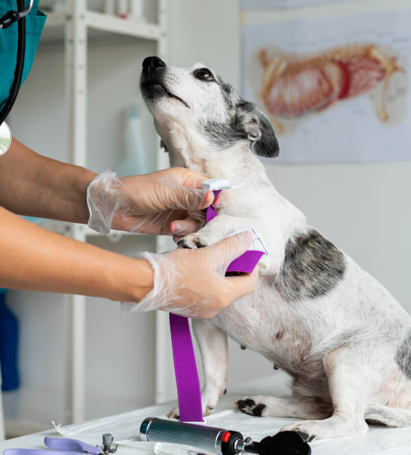 Animal Internal Medicine-1