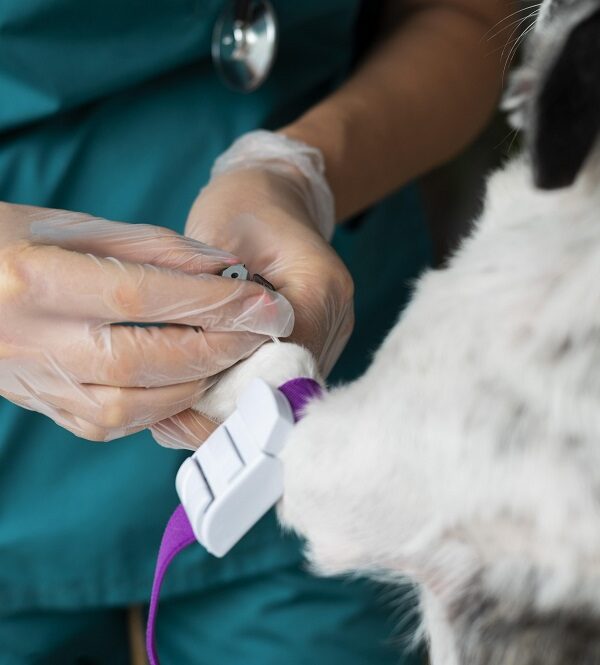 Animal Internal Medicine-4