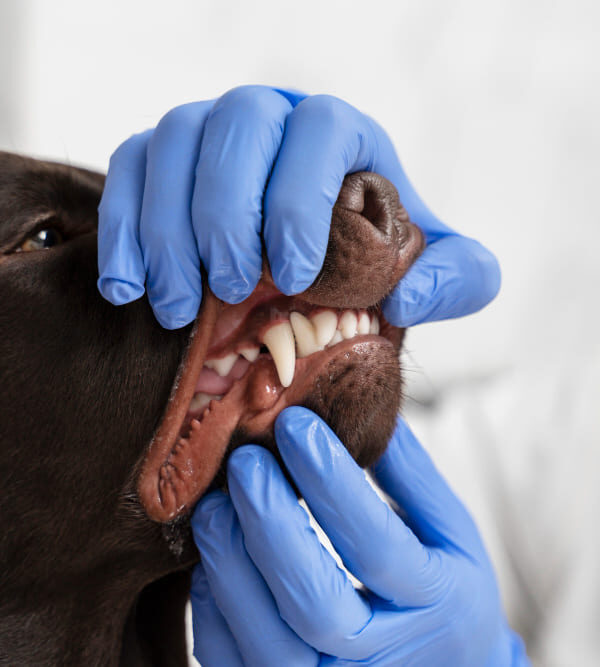 Endodontic therapies for pets