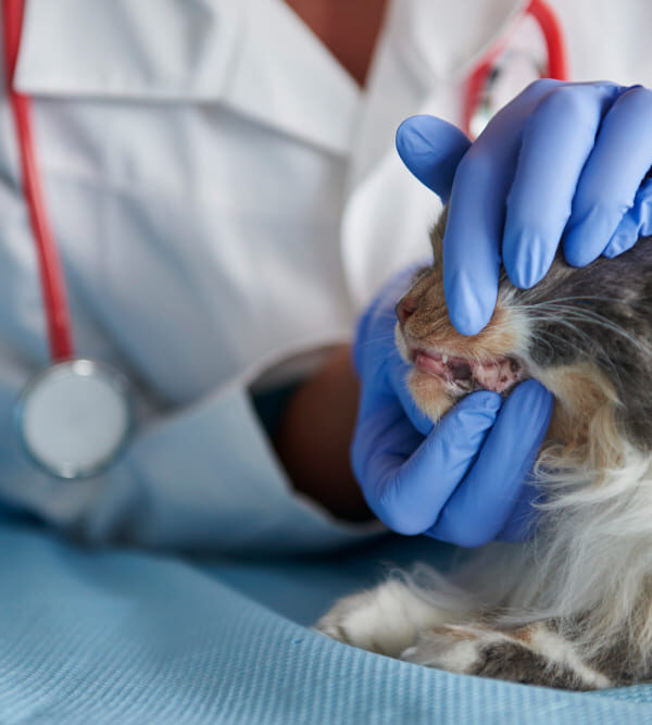Periodontal surgeries for pets