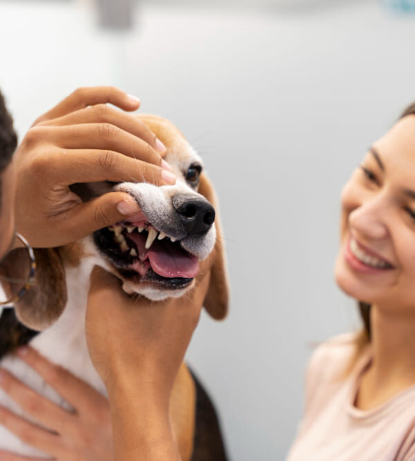 Treatment of root diseases for pets