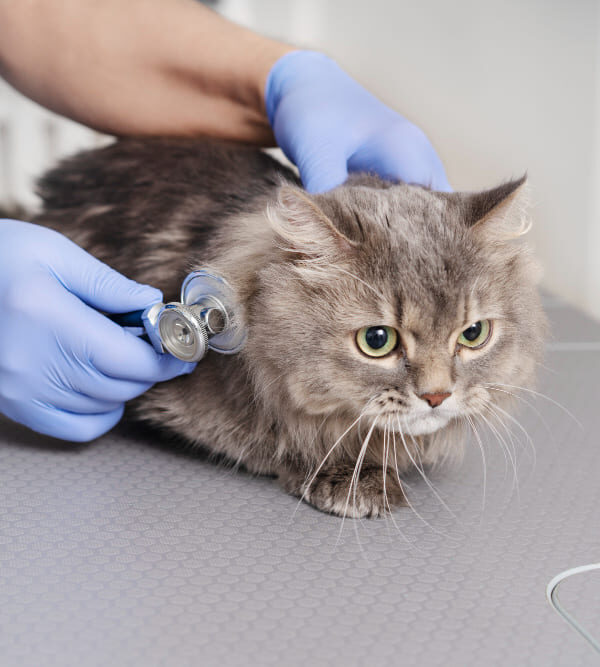 cardiology pet clinic