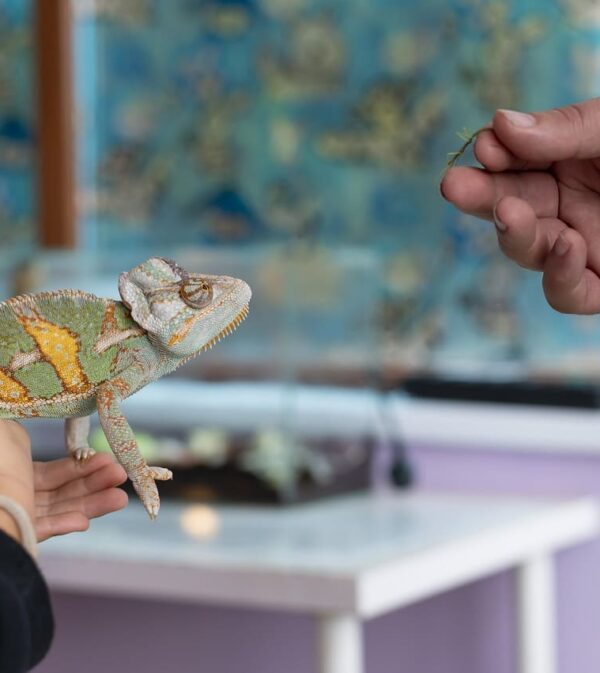 Exotic Animal Services