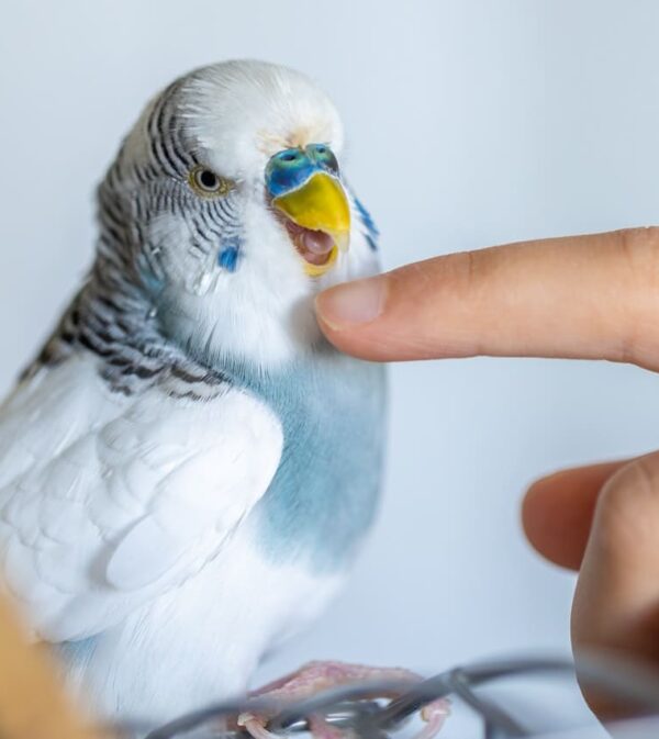 Northfield Exotic Animal Clinic