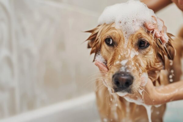 Northfield Pet Grooming Salon-4 Northfield Pet Grooming Salon