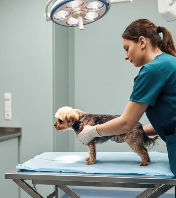 Orthopedic and Soft Tissue Surgery at Northfield Veterinary Surgery Department